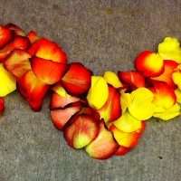 heartlei_200x200 