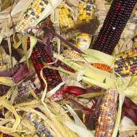indian_corn_200x200