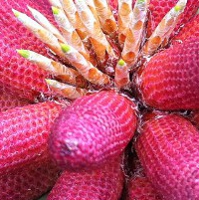 pineflower_200x200 