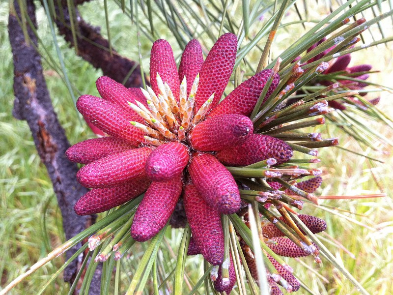 pineflower_800x600