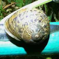 snailonahose_200x200